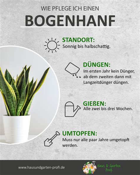 beamtenspargel|Bogenhanf richtig pflanzen und pflegen